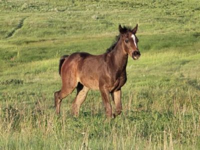 Whiskey Up Mordor JW <BR>AQHA PENDING